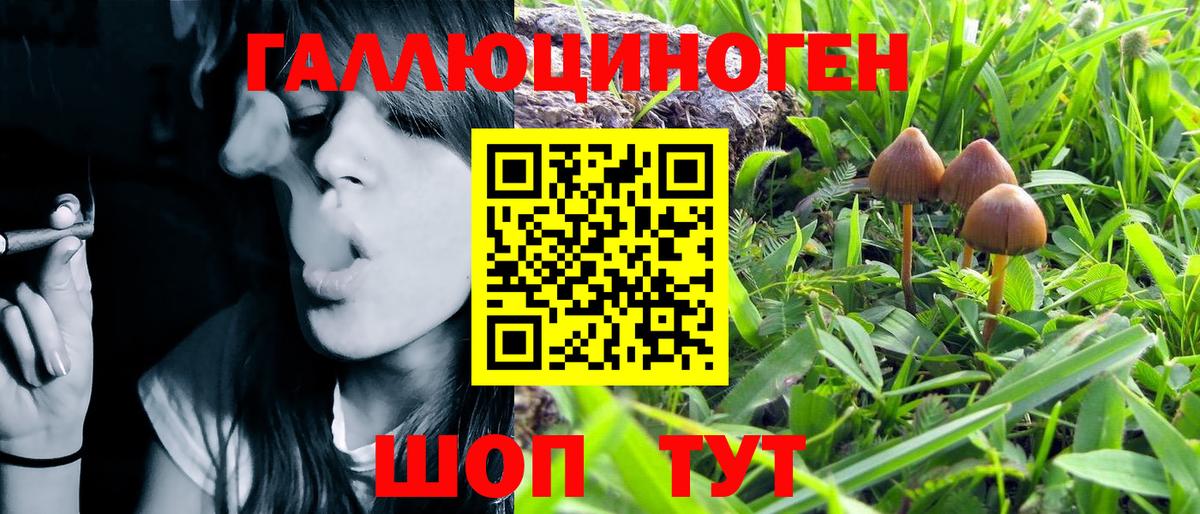 Северск  как найти закладки  Вход с VPN  Псилоцибиновые грибы Psilocybine cubensis 